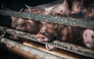 Živočišný průmysl – hlavní nástroj zla